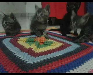 Gato ra a Comum idade Abaixo de 2 meses nome Não tem nome