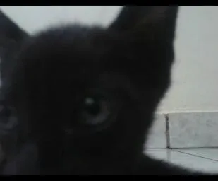 Gato ra a Comum idade Abaixo de 2 meses nome Não tem nome
