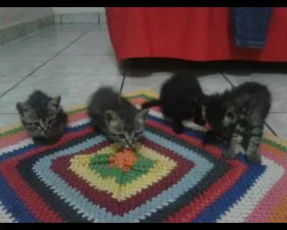 Gato ra a Comum idade Abaixo de 2 meses nome Não tem nome