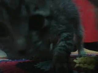 Gato ra a Comum idade Abaixo de 2 meses nome Não tem nome