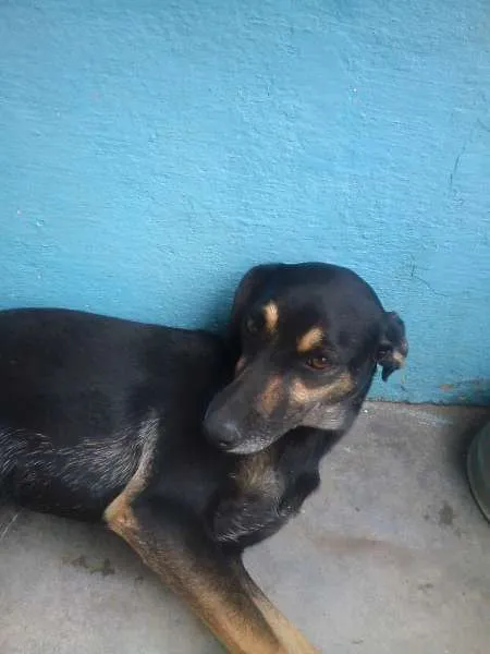 Cachorro raça SRD idade 2 anos nome JUJU GRATIFICA