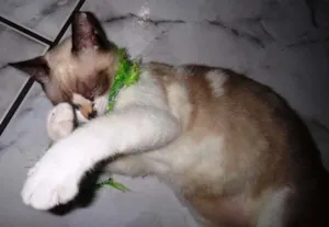 Gato raça Gatinha gatosa idade 2 a 6 meses nome Fófis