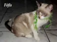 Fófis