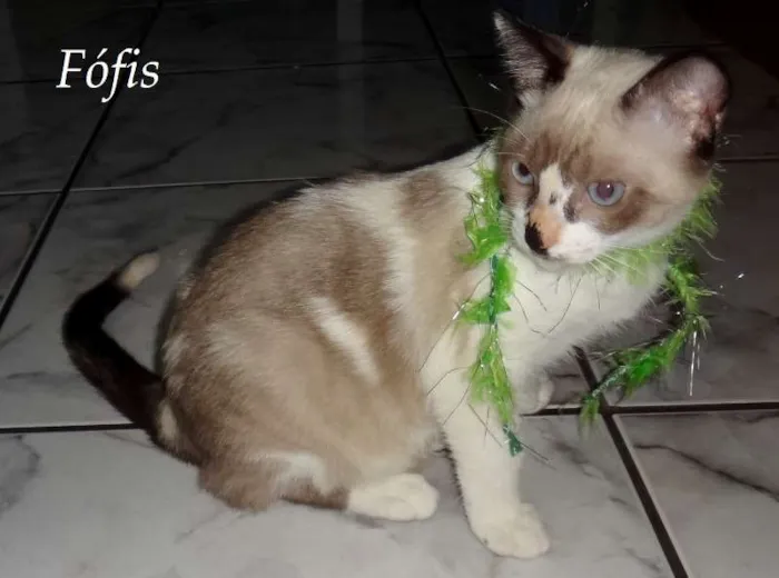 Gato raça Gatinha gatosa idade 2 a 6 meses nome Fófis