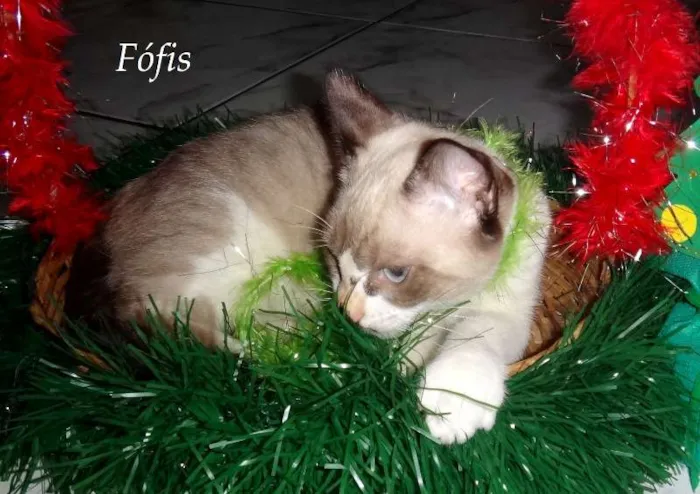 Gato raça Gatinha gatosa idade 2 a 6 meses nome Fófis
