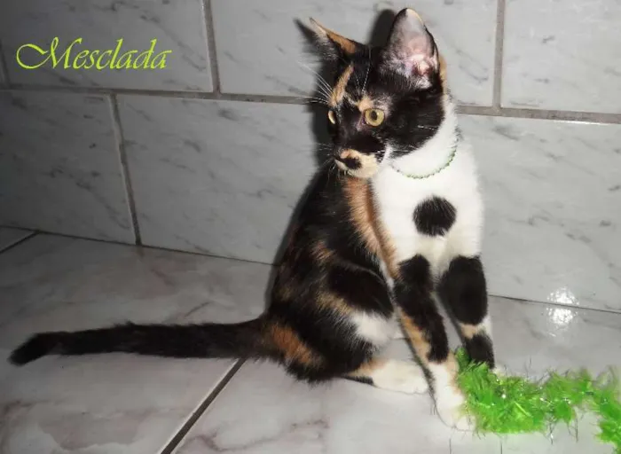 Gato raça Gatinha Gatosa idade 2 a 6 meses nome Mesclada