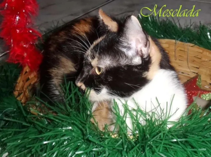 Gato raça Gatinha Gatosa idade 2 a 6 meses nome Mesclada