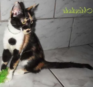 Gato raça Gatinha Gatosa idade 2 a 6 meses nome Mesclada
