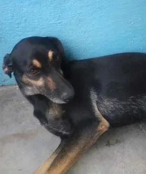 Cachorro raça SRD idade 2 anos nome JUJU GRATIFICA