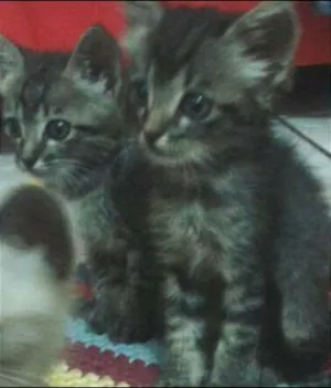 Gato raça Comum idade Abaixo de 2 meses nome Não tem nome