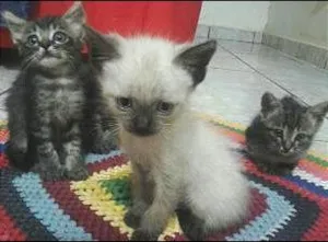 Gato raça Comum idade Abaixo de 2 meses nome Não tem nome