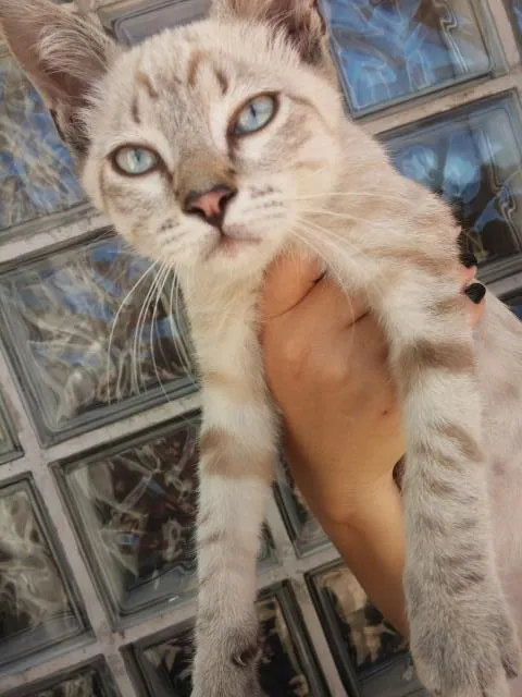 Gato ra a Nao sei idade 2 a 6 meses nome sem nome