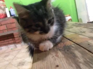 Gato raça SRD idade Abaixo de 2 meses nome Tel