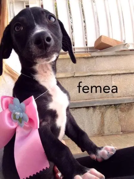 Cachorro ra a SRD idade 2 a 6 meses nome Laila