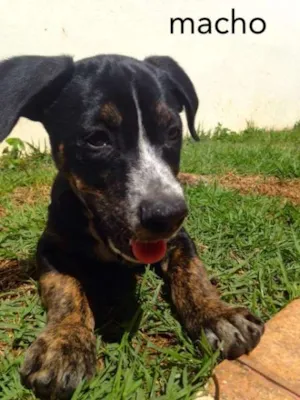 Cachorro raça SRD idade 2 a 6 meses nome Bruno, Breno e Chocco