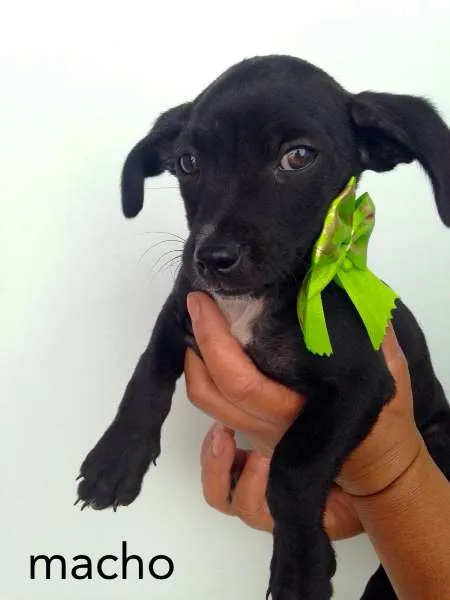 Cachorro ra a SRD idade 2 a 6 meses nome Bruno, Breno e Chocco
