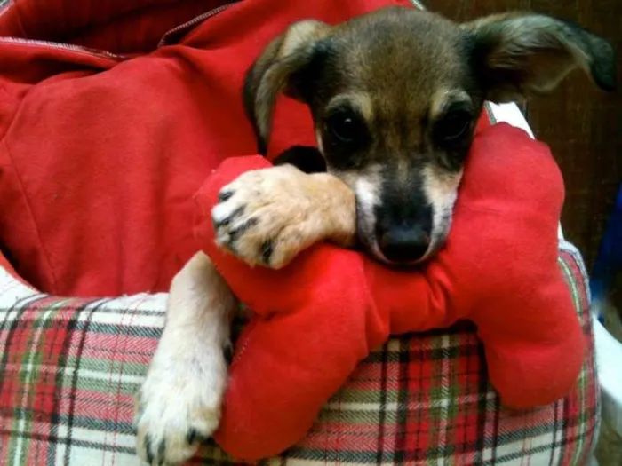 Cachorro ra a SRD idade 2 a 6 meses nome Linguiça