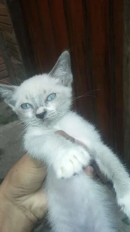 Gato ra a  idade 2 a 6 meses nome Gatinhos