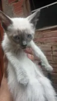 Gatinhos