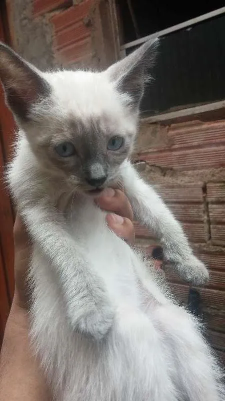 Gato ra a  idade 2 a 6 meses nome Gatinhos
