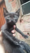 Gatinhos