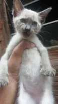 Gatinhos