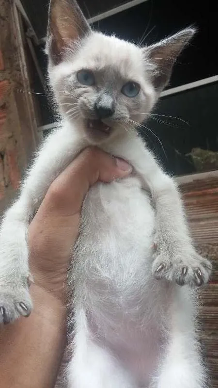 Gato ra a  idade 2 a 6 meses nome Gatinhos
