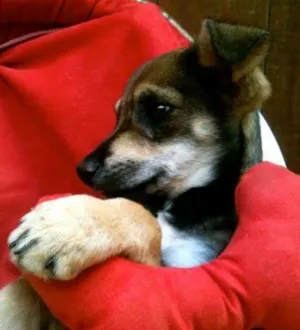 Cachorro raça SRD idade 2 a 6 meses nome Linguiça