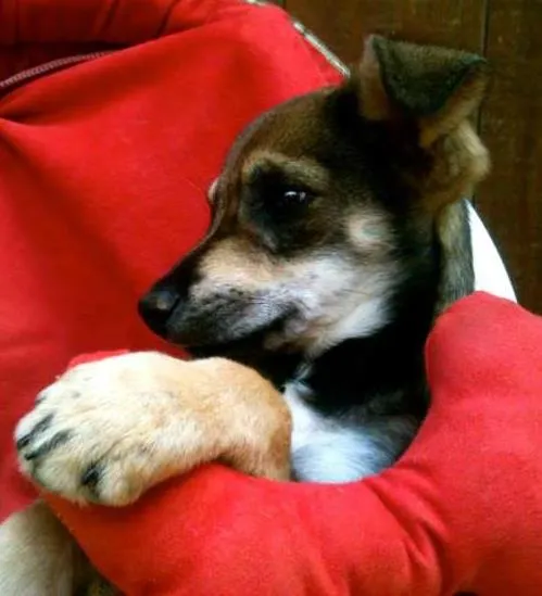 Cachorro ra a SRD idade 2 a 6 meses nome Linguiça