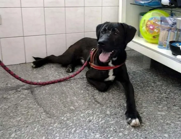 Cachorro ra a Mestiço Labrador idade 7 a 11 meses nome Zeus