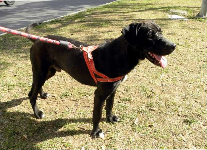 Cachorro ra a Mestiço Labrador idade 7 a 11 meses nome Zeus