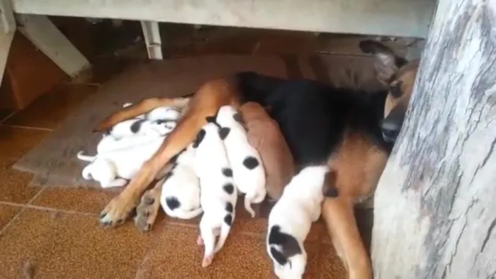 Cachorro ra a SRD idade Abaixo de 2 meses nome Filhotes
