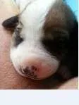 Cachorro ra a SRD idade Abaixo de 2 meses nome Filhotes
