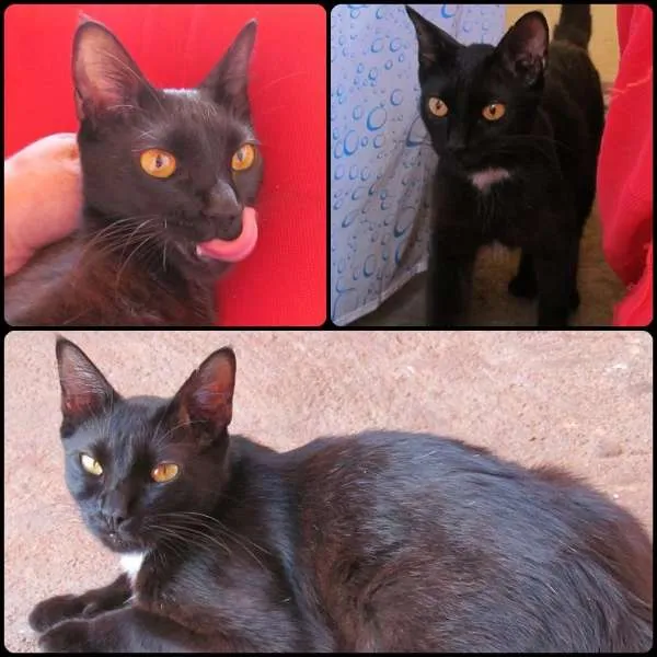 Gato ra a vira lata idade 7 a 11 meses nome Miah
