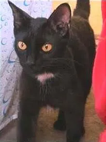 Gato ra a vira lata idade 7 a 11 meses nome Miah