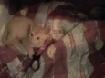 Gatinhos