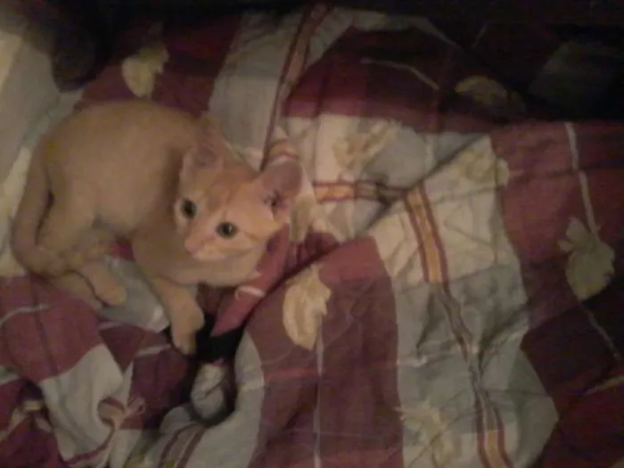 Gato ra a  idade 2 a 6 meses nome Gatinhos