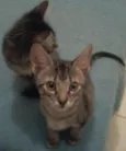 Gatinhos