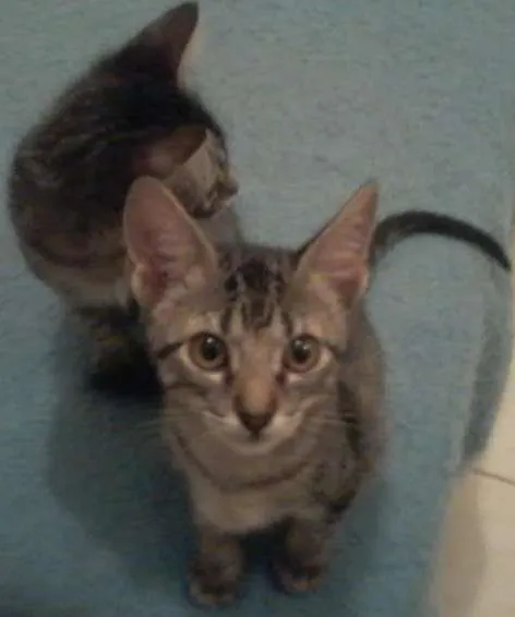 Gato ra a  idade 2 a 6 meses nome Gatinhos