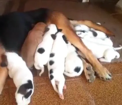 Cachorro ra a SRD idade Abaixo de 2 meses nome Filhotes