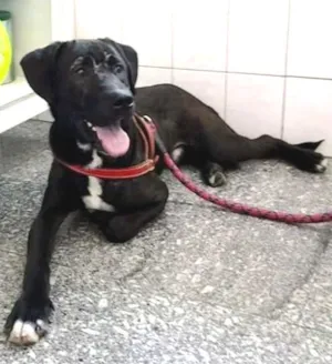 Cachorro raça Mestiço Labrador idade 7 a 11 meses nome Zeus