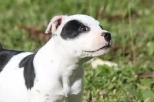 Cachorro raça pastor mestiço idade Abaixo de 2 meses nome pétrus