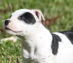Cachorro raça pastor mestiço idade Abaixo de 2 meses nome pétrus