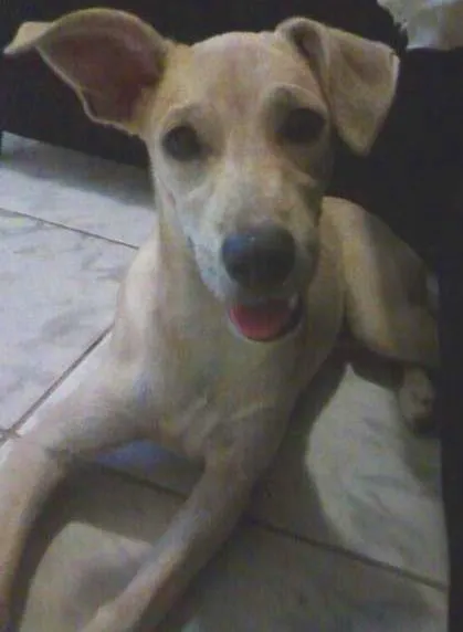 Cachorro raça Vira Lata idade 2 a 6 meses nome Anita