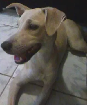 Cachorro raça Vira Lata idade 2 a 6 meses nome Anita