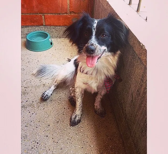 Cachorro ra a indefinida idade 3 anos nome bob