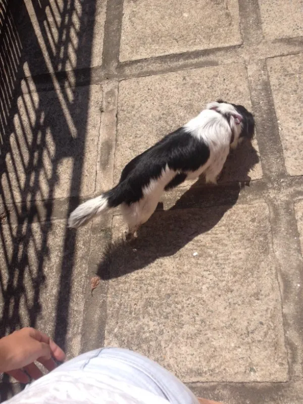 Cachorro ra a indefinida idade 3 anos nome bob