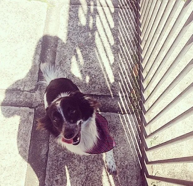 Cachorro ra a indefinida idade 3 anos nome bob