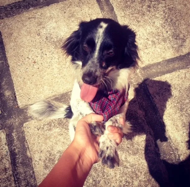 Cachorro ra a indefinida idade 3 anos nome bob