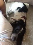 bob